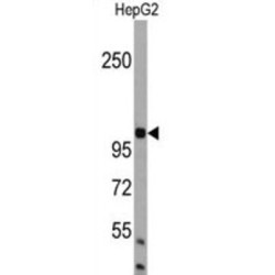 Activating Molecule In BECN1-Regulated Autophagy Protein 1 (AMBRA1) Antibody