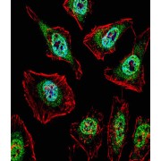 Transcription Factor Binding To IGHM Enhancer 3 (TFE3) Antibody