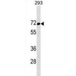 Transcription Factor Binding To IGHM Enhancer 3 (TFE3) Antibody