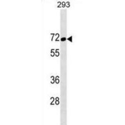 Transcription Factor Binding To IGHM Enhancer 3 (TFE3) Antibody