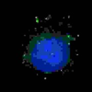 Beclin-1 Associated RUN Domain Containing Protein (BARON) Antibody