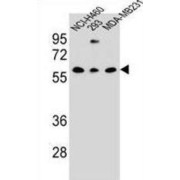 C-Type Lectin Domain Family 17, Member A (CLEC17A) Antibody