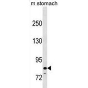 Peptidyl Arginine Deiminase Type VI (PADI6) Antibody