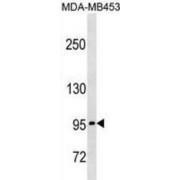 Protocadherin Gamma-A5 (PCDHGA5) Antibody