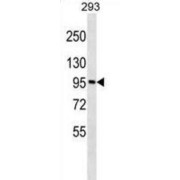 Golgin Subfamily A Member 6A (GOLGA6A) Antibody