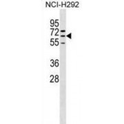 Zinc Finger Protein 599 (ZNF599) Antibody