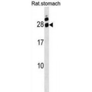 Rat Hoxa5 Antibody