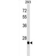 B-Cell Translocation Gene 4 (BTG4) Antibody