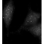 UV Radiation Resistance-Associated Gene Protein (UVRAG) Antibody