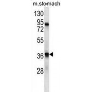 Trace Amine-Associated Receptor 9 (TAAR9) Antibody