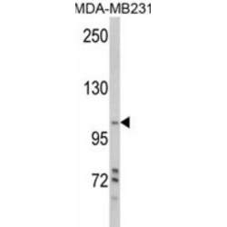 Phosphatidylinositol 3-Kinase Catalytic Subunit Type 3 (PI3KC3) Antibody