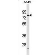 FERM Domain-Containing Protein 3 (FRMD3) Antibody