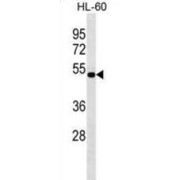 N-Acylethanolamine-Hydrolyzing Acid Amidase (NAAA) Antibody