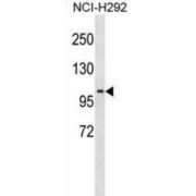 Phosphodiesterase 4C, cAMP Specific (PDE4C) Antibody