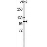 Ring Finger Protein 111 (RNF111) Antibody
