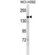 Synaptonemal Complex Protein 2 (SYCP2) Antibody