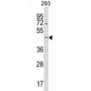 StAR Related Lipid Transfer Domain Containing 7 (STARD7) Antibody