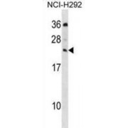 Mediator Complex Subunit 19 (MED19) Antibody