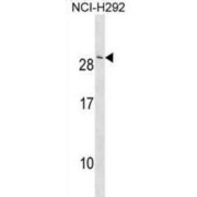 abx030570