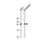 14-3-3 Protein Sigma (SFN) Antibody