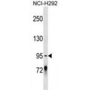 Protocadherin Gamma-C4 (PCDHGC4) Antibody