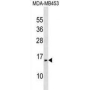 Proline-Rich Protein 24 (PRR24) Antibody