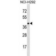 V-Set And Immunoglobulin Domain-Containing Protein 4 (VSIG4) Antibody