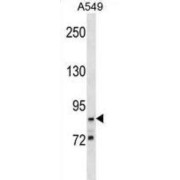 G2/M-Phase Specific E3 Ubiquitin Protein Ligase (G2E3) Antibody