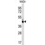 ATPase Family AAA Domain-Containing Protein 3C (ATAD3C) Antibody