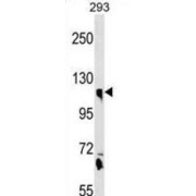 Calsyntenin 1 (CLSTN1) Antibody