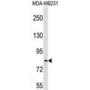WB analysis of MDA-MB231 cell line lysates (35 µg), using LRRC70 antibody.