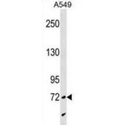 Synaptotagmin Like 4 (SYTL4) Antibody