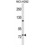 WB analysis of NCI-H292 cell line lysates, using FERMT2 Antibody.