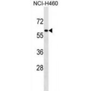Zinc Finger Protein 37A (ZNF37A) Antibody