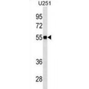CDC42EP1 Antibody