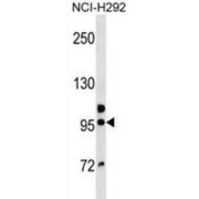 Golgin Subfamily A Member 6B (GOLGA6B) Antibody