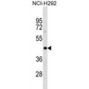 Polyadenylate-Binding Protein-Interacting Protein 1 (PAIP1) Antibody