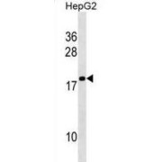 Spermatid-Specific Linker Histone H1-Like Protein (HILS1) Antibody