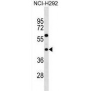 Taste 2 Receptor Member 3 (TAS2R3) Antibody