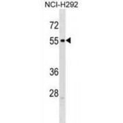 Relaxin/Insulin Like Family Peptide Receptor 3 (RXFP3) Antibody