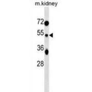 Tuftelin (TUFT1) Antibody