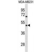 Olfactory Receptor 1Q1 (OR1Q1) Antibody