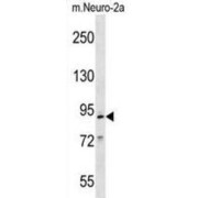 Mouse Mcm2 Antibody