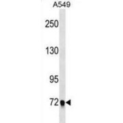 Band 4.1-Like Protein 5 (EPB41L5) Antibody