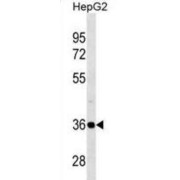 26S Proteasome Non-ATPase Regulatory Subunit 14 (PSMD14) Antibody