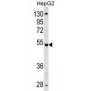 Zinc Finger Protein 134 (ZNF134) Antibody