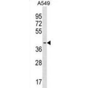 abx030921