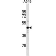 WB analysis of A549 cell lysates, using ZNF883 antibody (35 ug/lane). ZNF883 detection shown by the arrow.