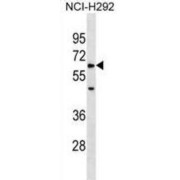 U2 Small Nuclear Ribonucleoprotein Auxiliary Factor 35 kDa Subunit-Related Protein 1 (ZRSR1) Antibody