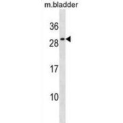 Mouse Il27 Antibody